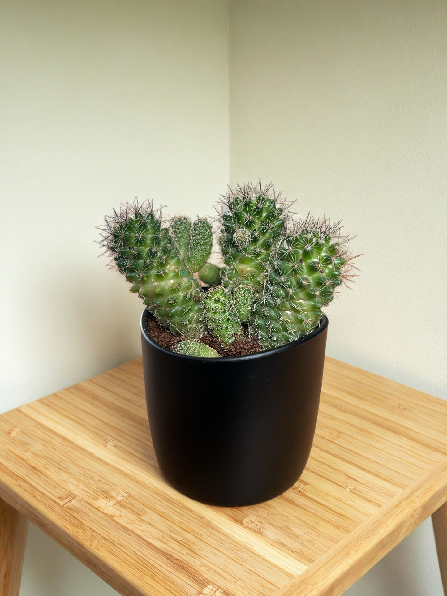 PLANTER POTS